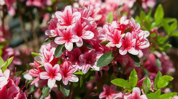 drzewa-i-krzewy-ozdobne ustron