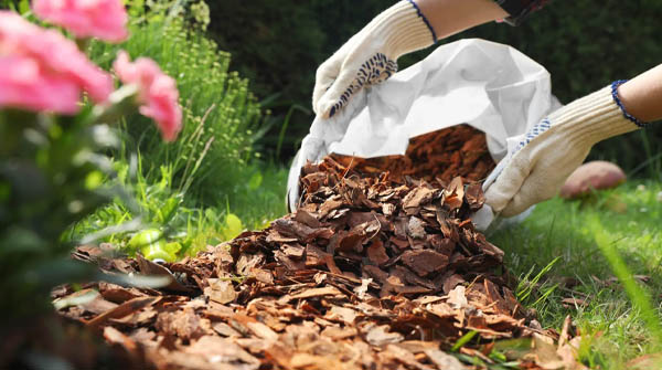 kora-ogrodowa-cieszyn