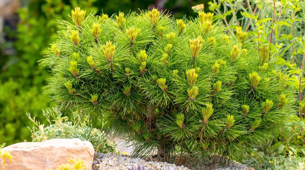 rosliny-iglaste-cieszyn