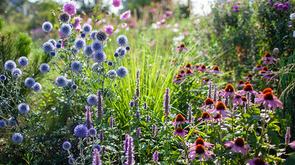 rosliny ozdobne cieszyn